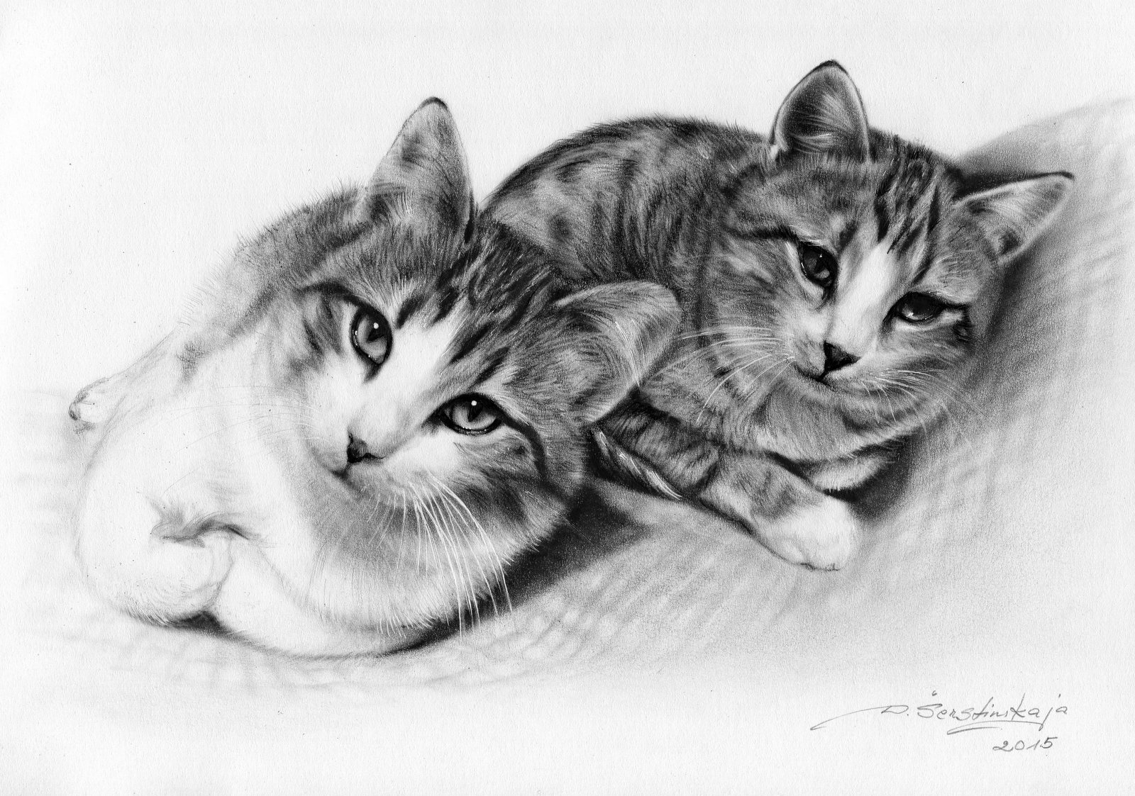 Pencil cats. Кошка рисунок. Кошка карандашом. Кошка рисунок карандашом. Нарисовать кошку карандашом.
