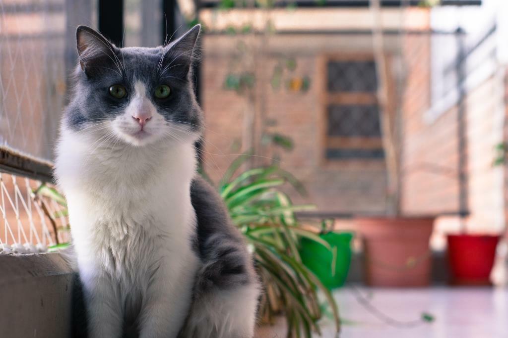 Обоняние котов и кошек