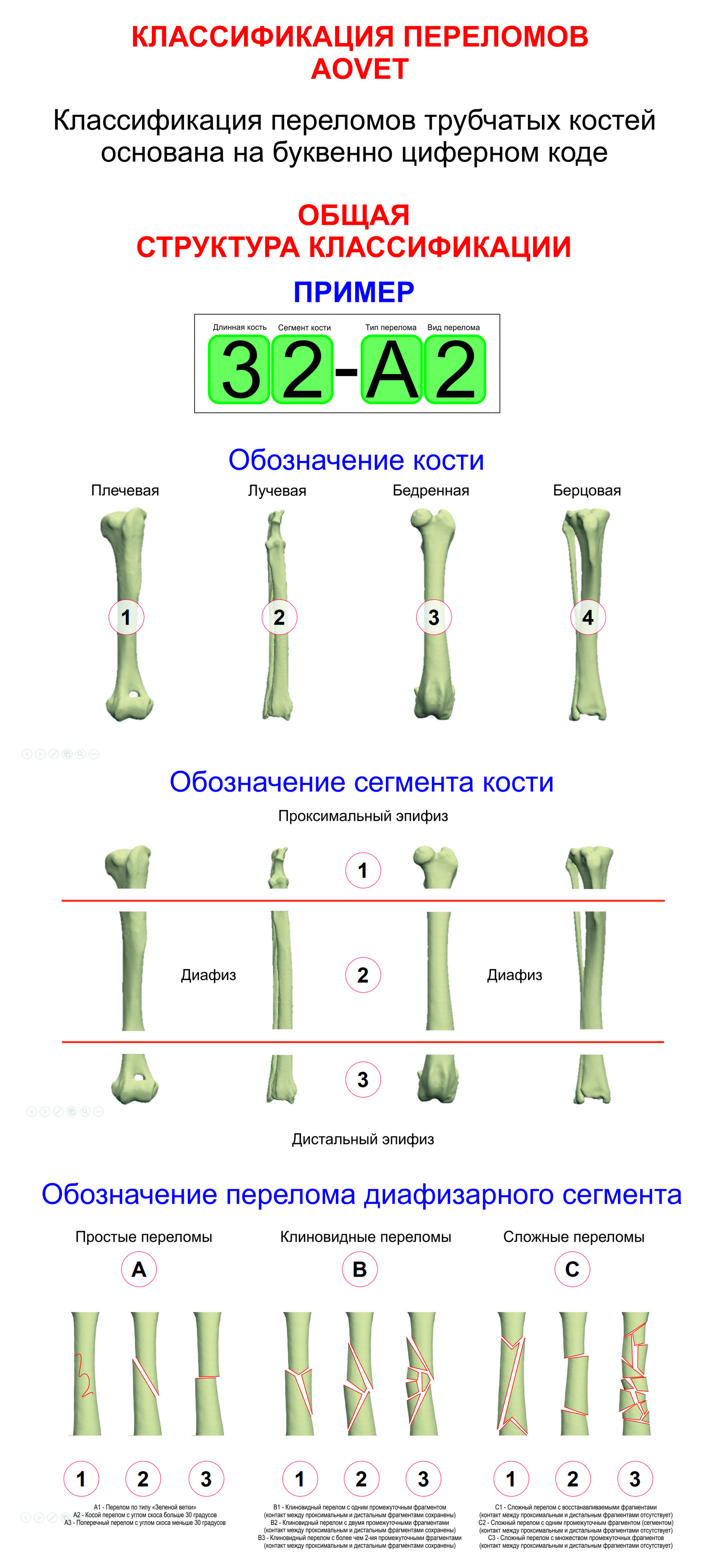 1 тип перелома. Классификация переломов AOVET. Перелом диафиза бедренной кости классификация АО. Классификация переломов трубчатых костей АО. Классификация переломов ao/Asif.