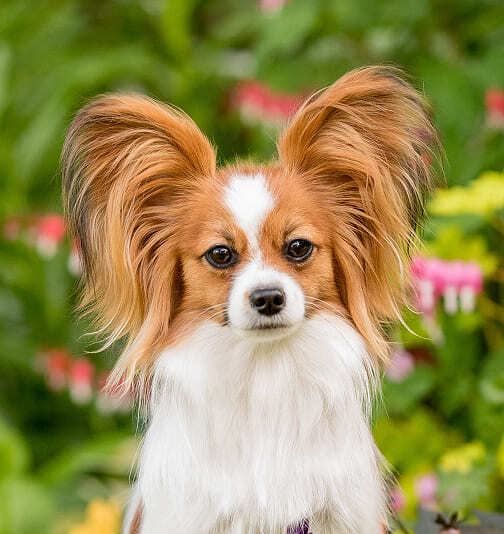 папийон бело-соболиного окраса