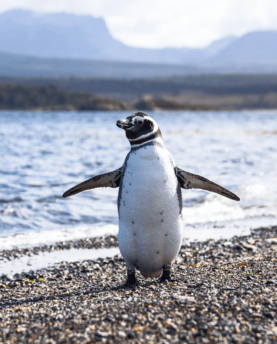Магелланов пингвин в Патагонии