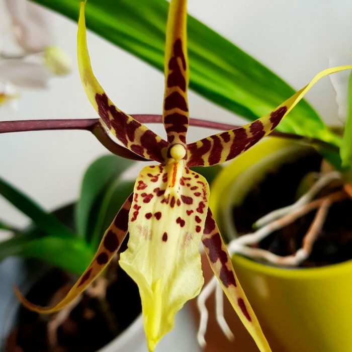 Виды горшков для орхидей: плюсы, минусы, особенности