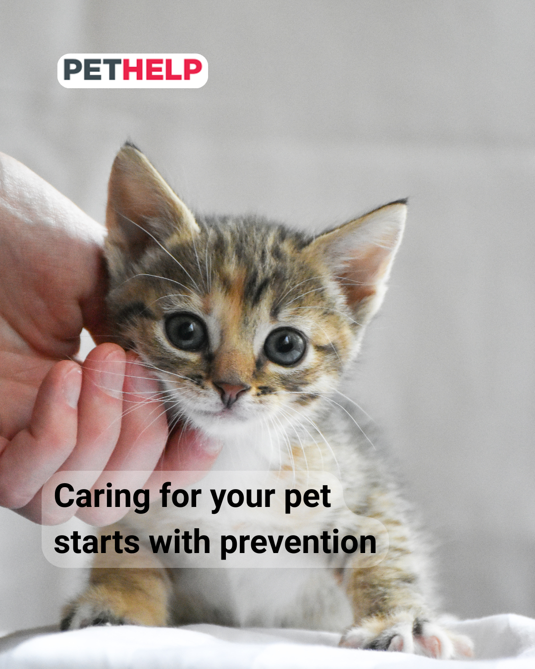 pet health prevention, PETHELP and pet insurance in Poland