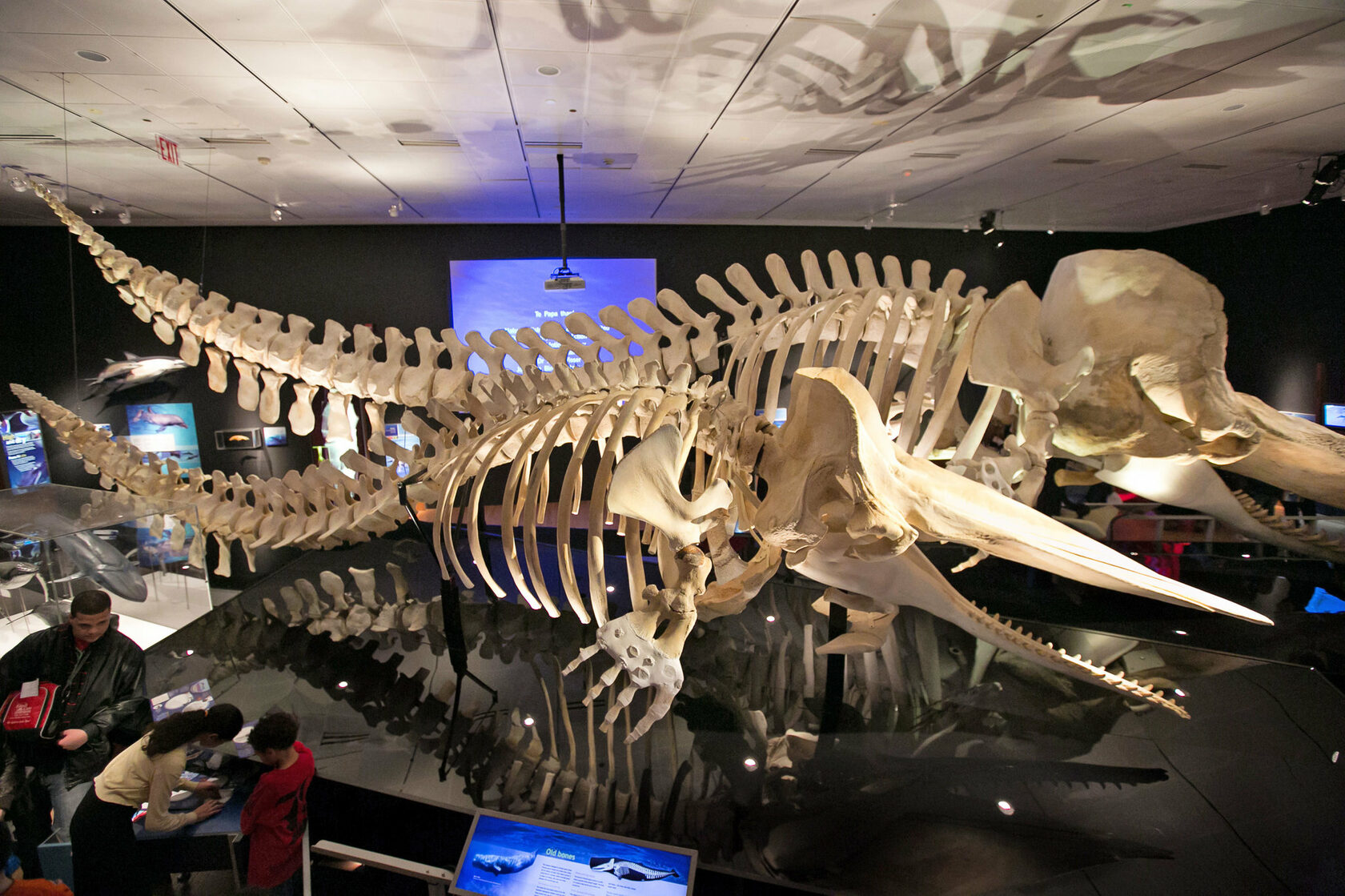 музей естественной истории в нью йорке