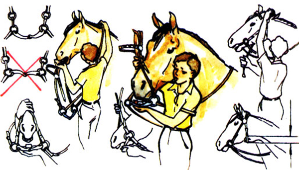 Как правильно сделать уздечку для лошади своими руками?
