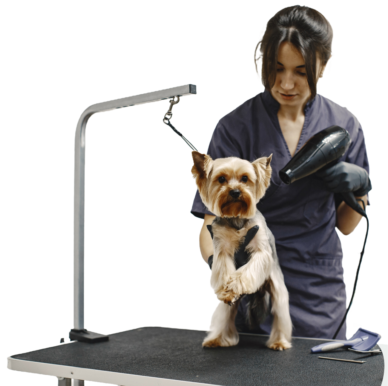 Грумер – где учиться, плюсы и минусы профессии грумер. Кто такой грумер ...