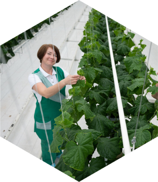 Вакансии тепличного комплекса Буздякский