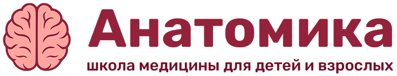 Анатомика