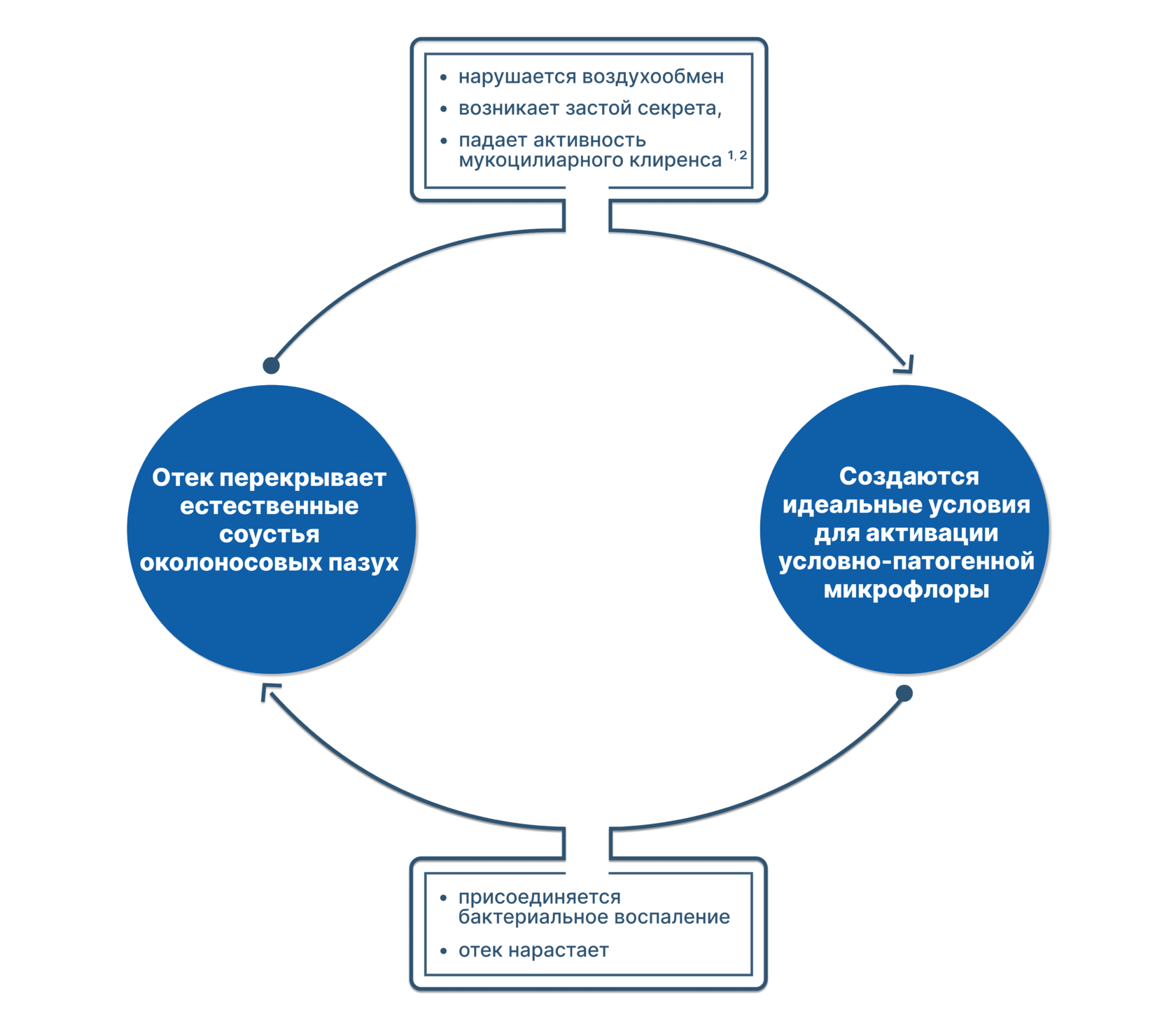 Схематичное изображение изменений при воспалении слизистой носа