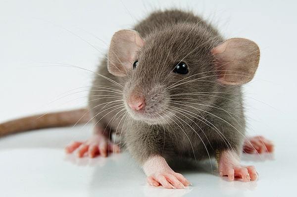 порода лысых крыс фото с описанием | Дзен