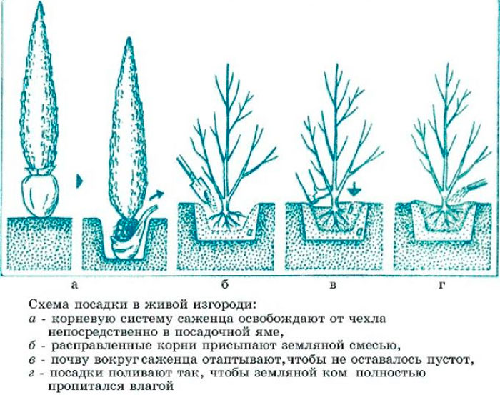 Корневая система кипариса схема