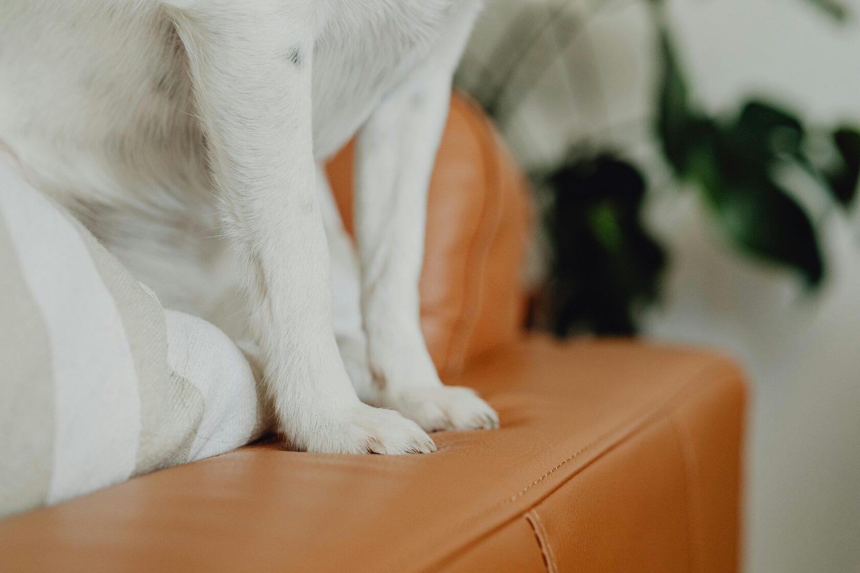 белые лапки собаки