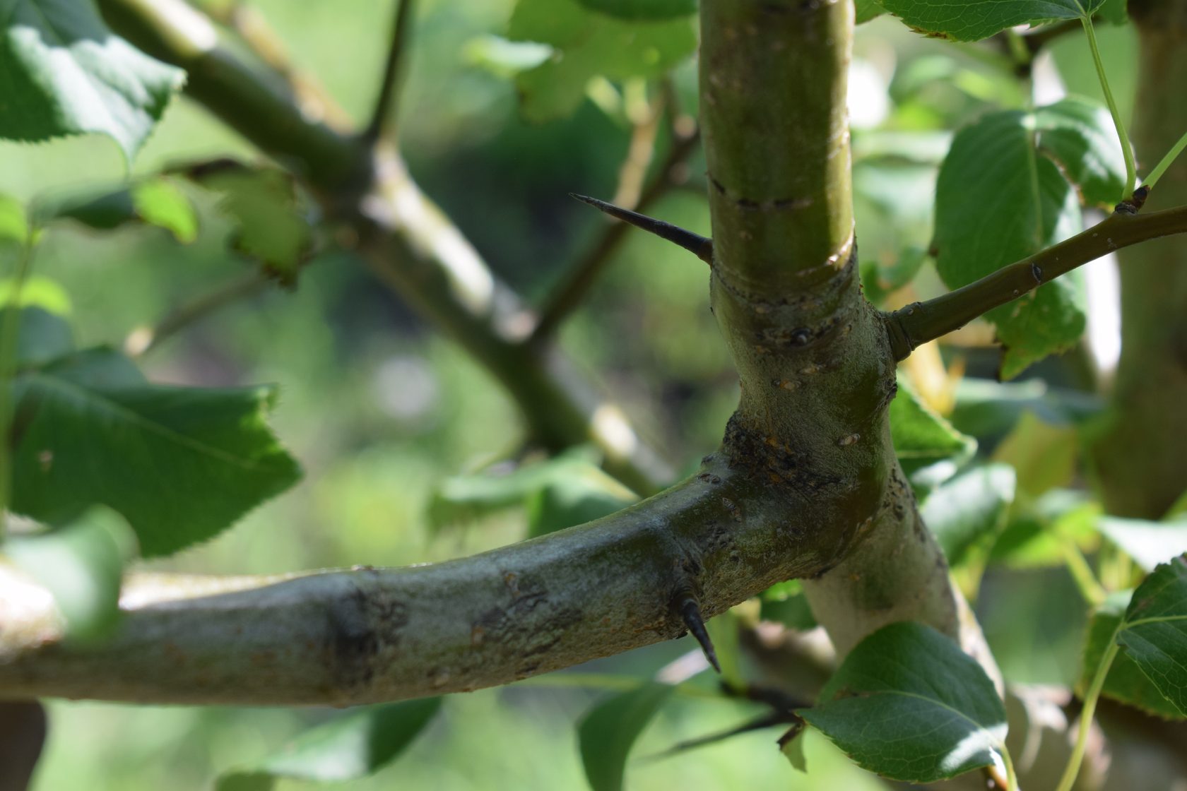 Груша уссурийская