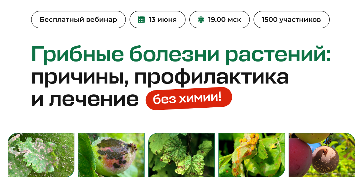 Грибные болезни растений: причины, профилактика и лечение без химии!