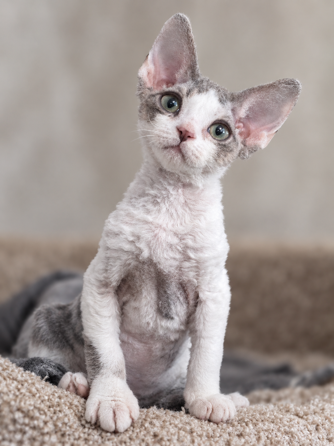 Бенгальский кот Onyx