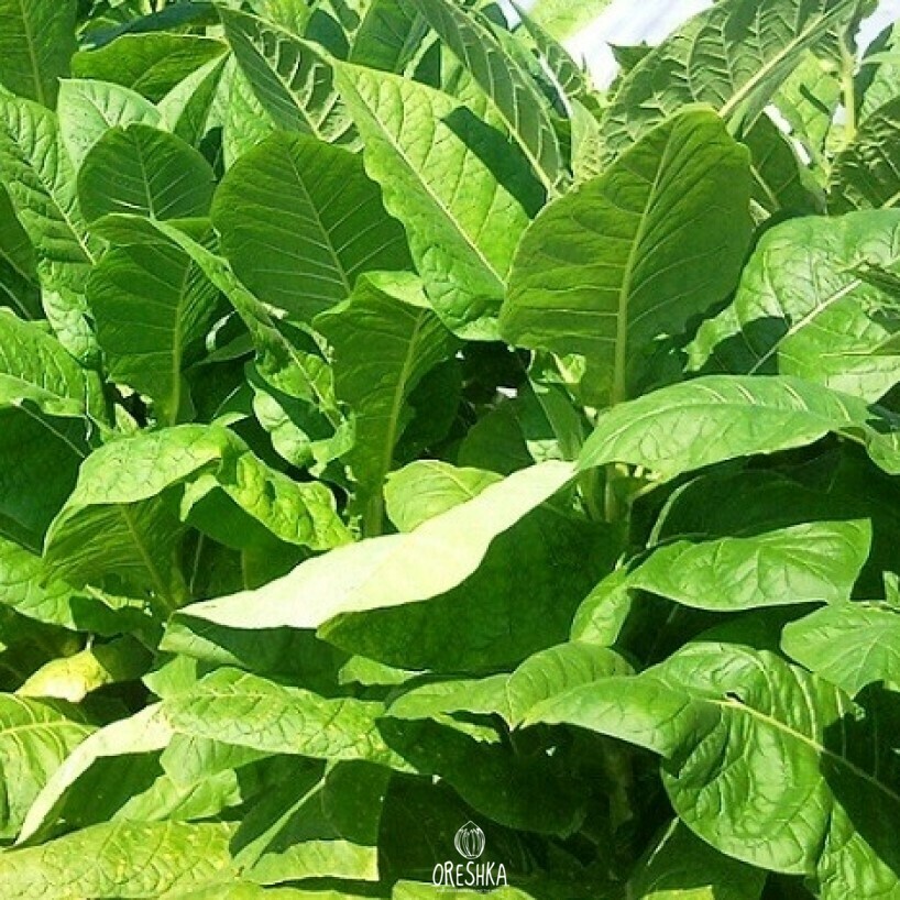 Seeds of Tobacco Galitsky (original) (Nicotiana tabacum) — 300 pcs