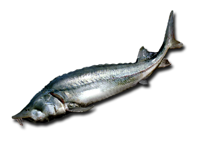 коктейли на основе кокьяка