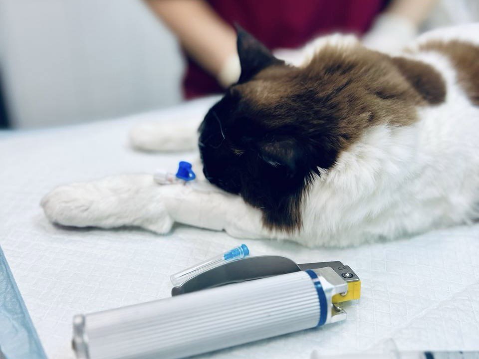 Предоперационная оценка перед анестезией