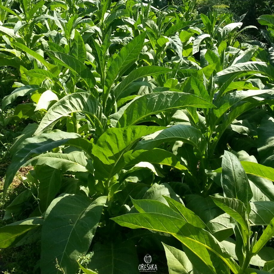 Seeds of Tobacco ohio dutch (Nicotiana tabacum) — 300 pcs