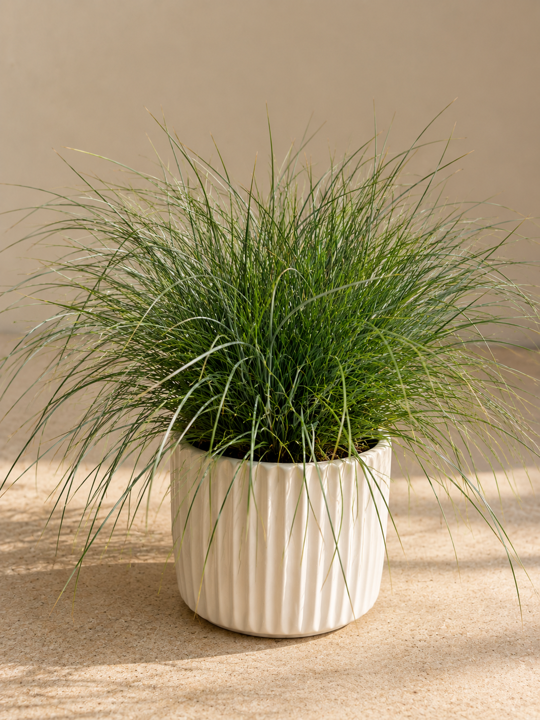 Festuca sp.