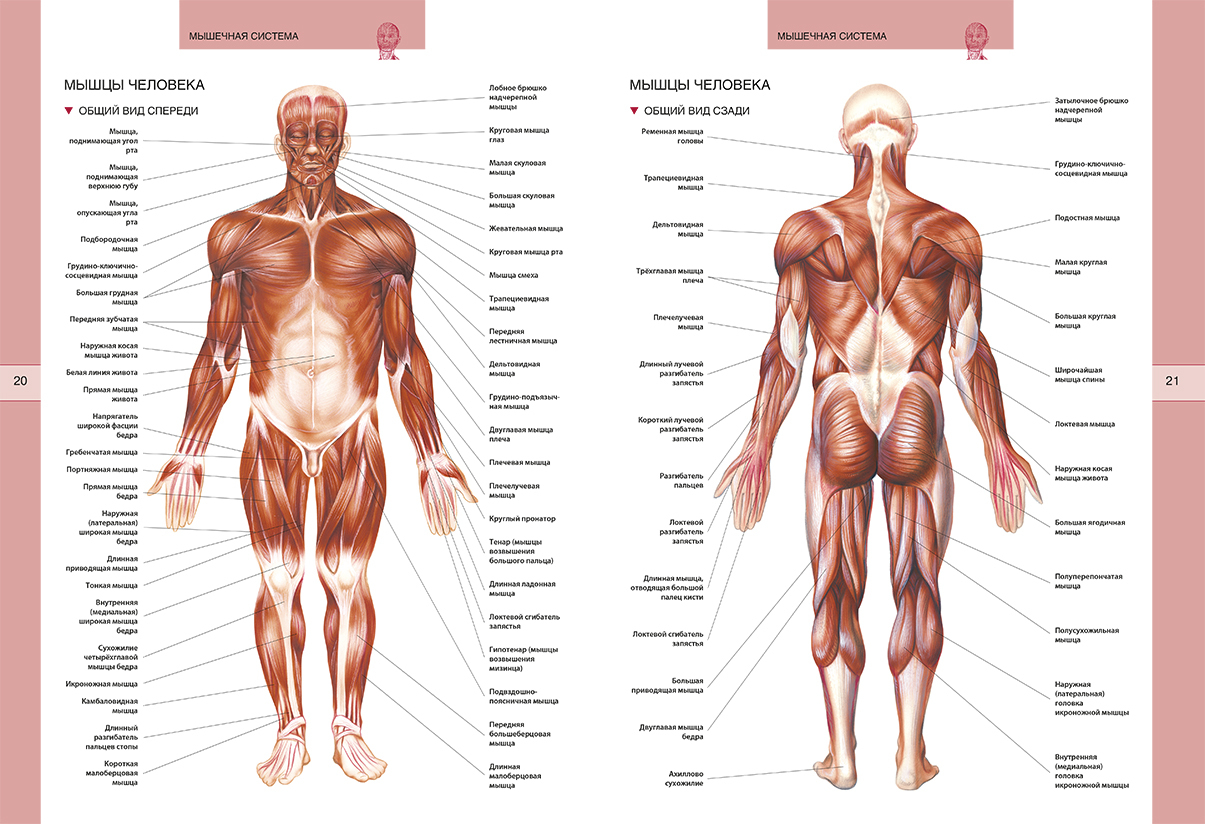 Анатомия человека мышцы в картинках
