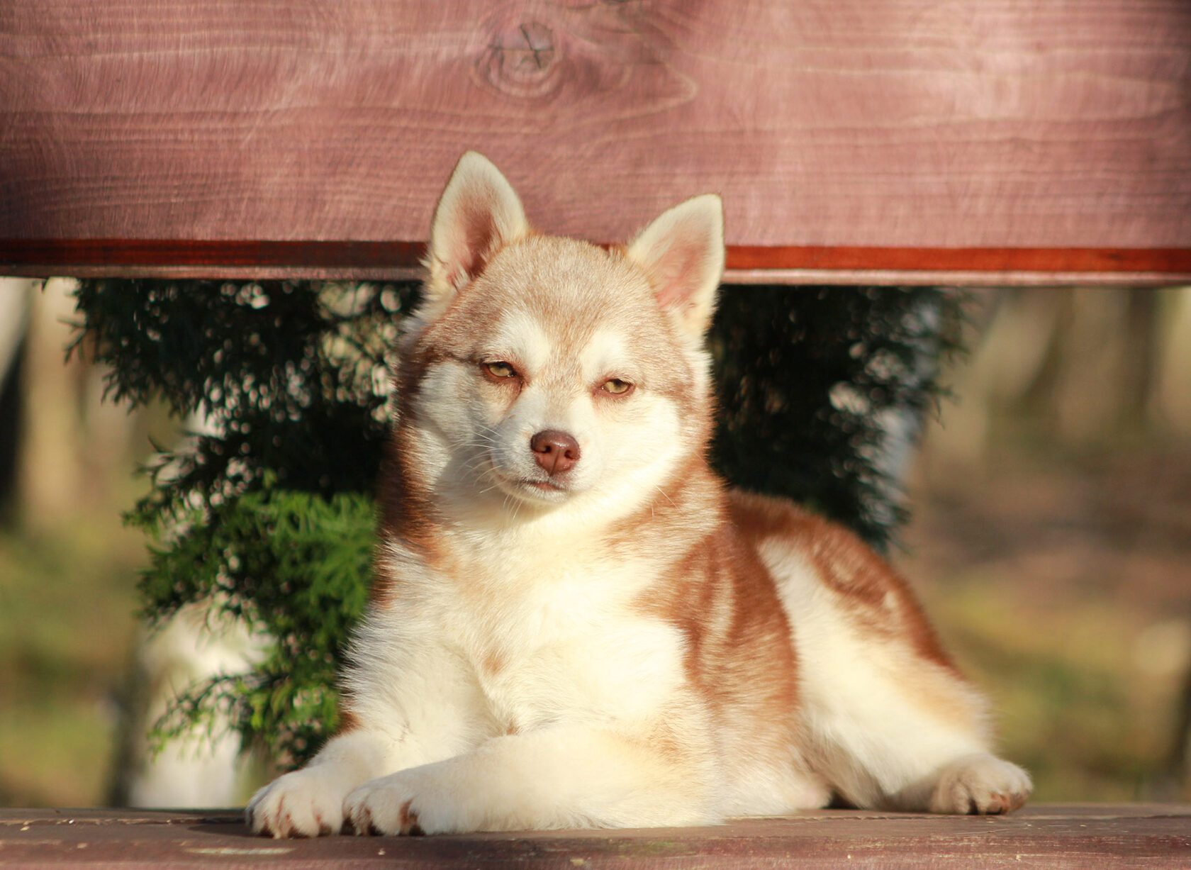 щенки аляскиснкий кли кай