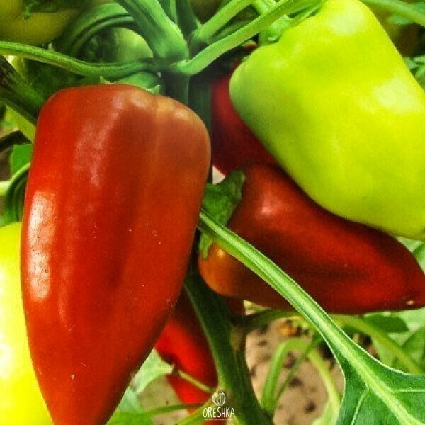 Seeds of Sweet pepper Sandra (Capsicum) — 10 pcs