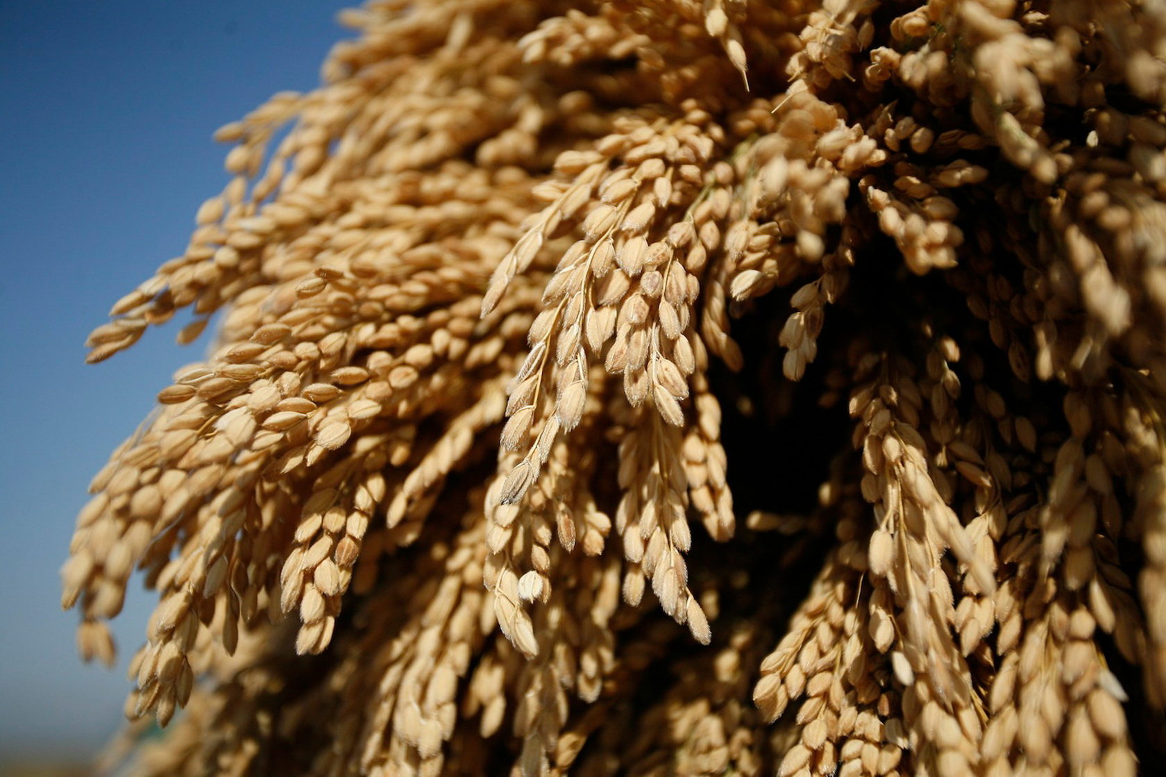 从滨海边疆区出口的谷物数量正在增长