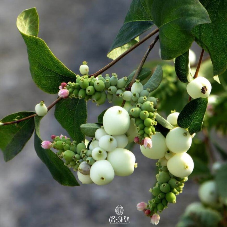 Snowberry winter display white berries frost bare branches January