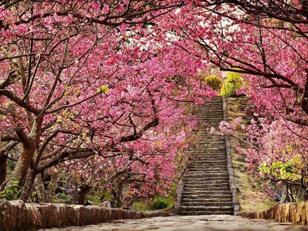 Поездка в японию 2024. Окинава Сакура. Цветение Сакуры на Окинаве. Окинава (остров) цветет Сакура. Киото Сакура.