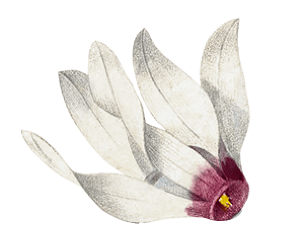 натуральная косметика, магазин профессиональной косметики, крем для ног, крем для ног с мочевиной, крем для ног купить, масло для ногтей, масло монарды для ногтей, масло для ногтей купить, косметика для ногтей, дезодорант для ног