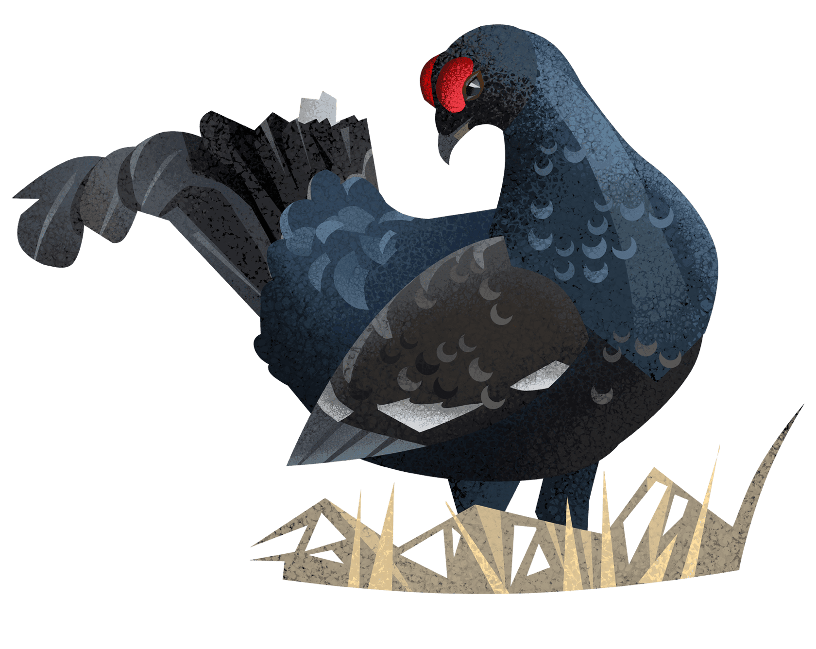 Тетерев Птица Картинки Для Детей – Telegraph