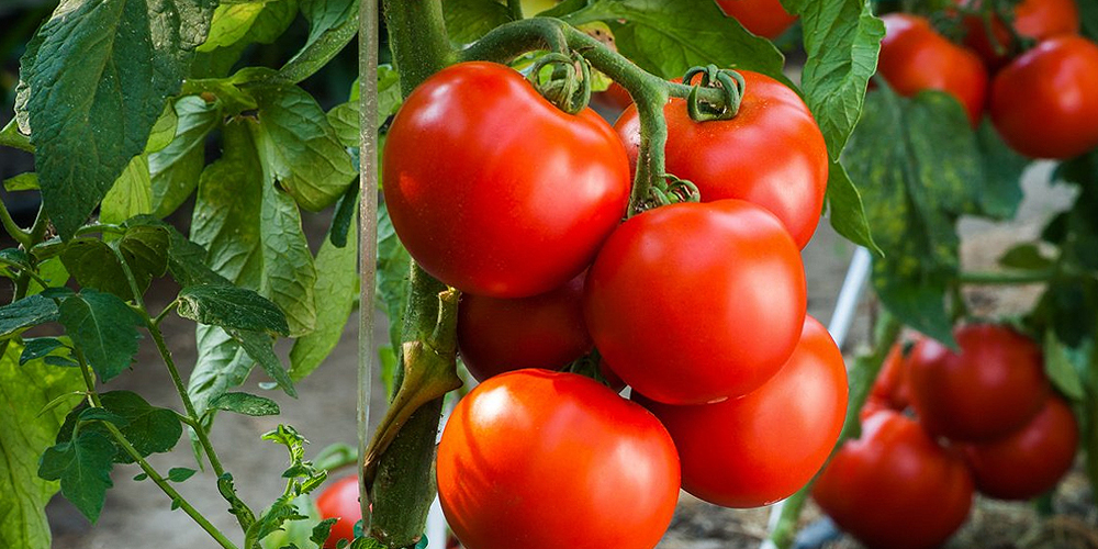 Семена томатов феня. Томат Феня. Красивые помидоры. Мясистые помидоры. Сорта помидор.