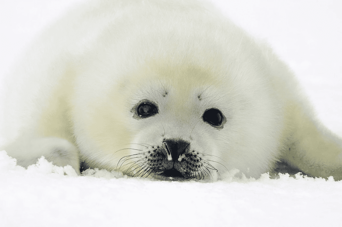 Гренландские тюлени