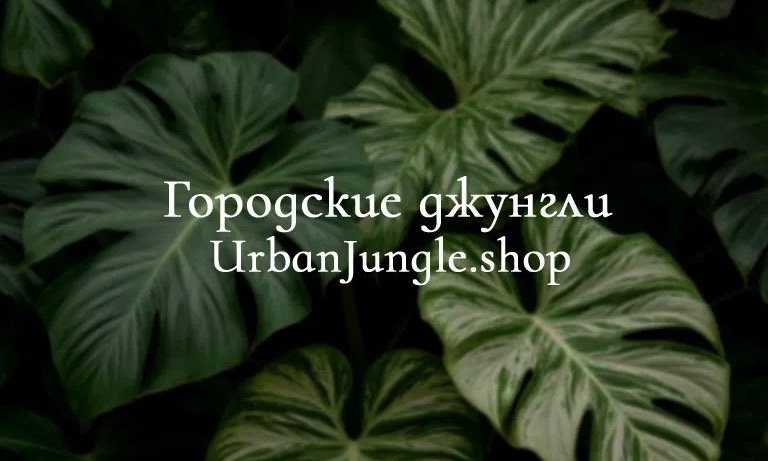  Городские джунгли (Urban jungle.shop): магазин комнатных растений в центре Санкт-Петербурга. 