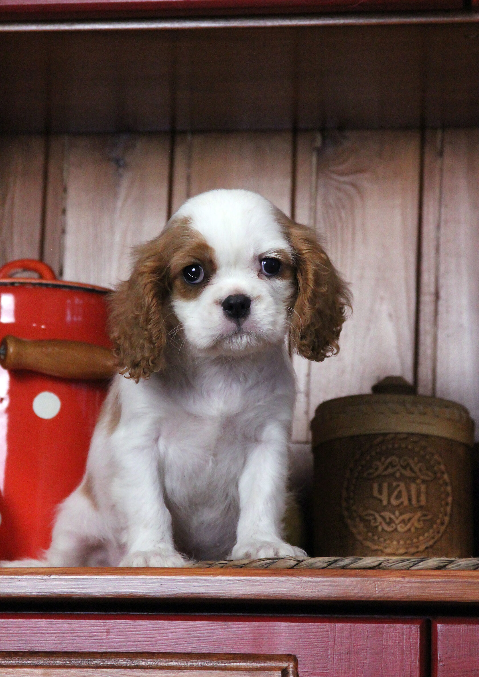 бленхейм окрас собаки