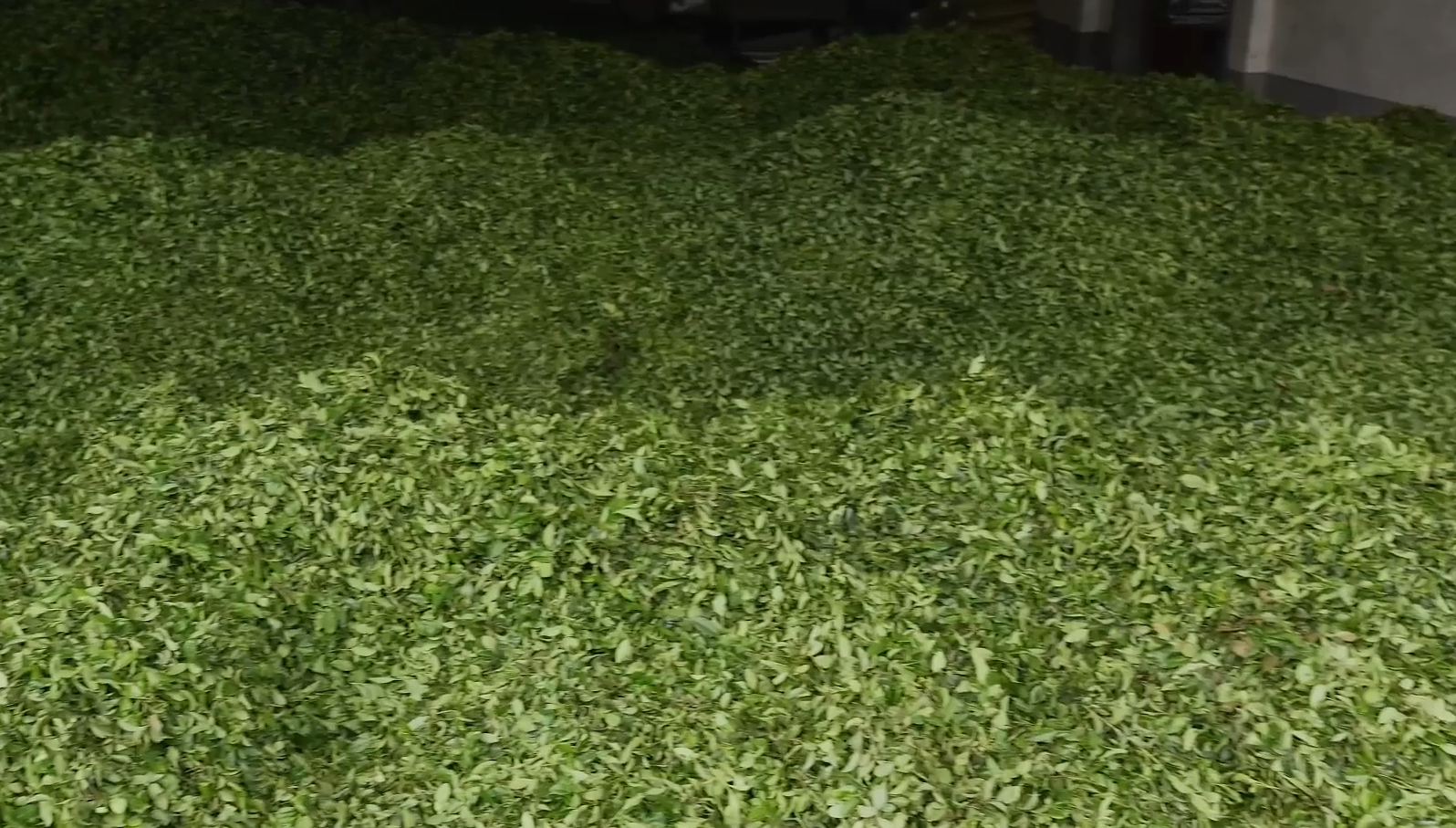 Чайные листья в Китае