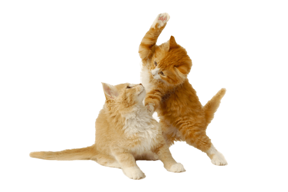 два рыжих котенка играют домашние кошки питание сухой корм