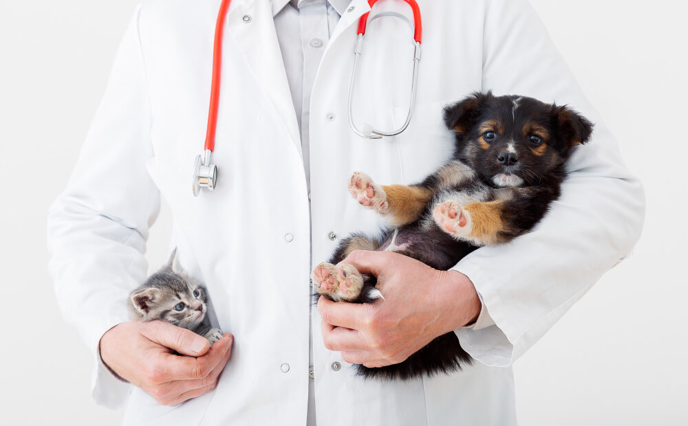 Контент план для ветеринарной клиники