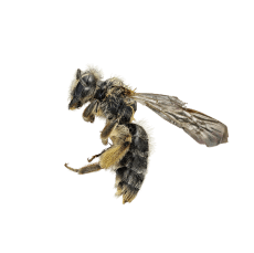 натуральная косметика, магазин профессиональной косметики, крем для ног, крем для ног с мочевиной, крем для ног купить, масло для ногтей, масло монарды для ногтей, масло для ногтей купить, косметика для ногтей, дезодорант для ног