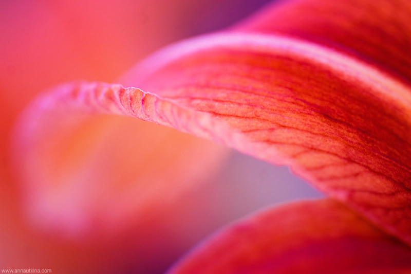 macro, macro flower, macro art, anna utkina, photography, macrophotograpy, floral art, макро, макрофотография, анна уткина