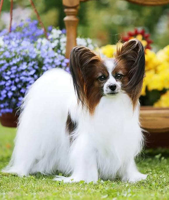 папийон в саду летом