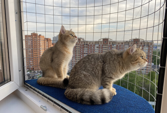 Балкон кошек «Васька» на лоджии