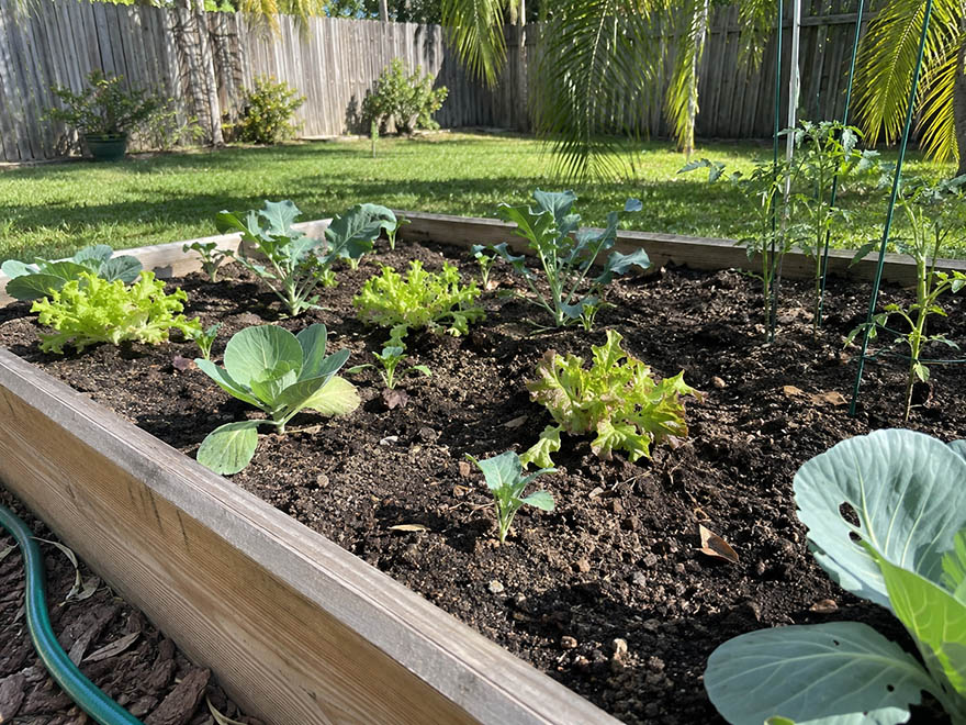 Florida raised bed newly planted for fall with broccoli cabbage and lettuce transplants