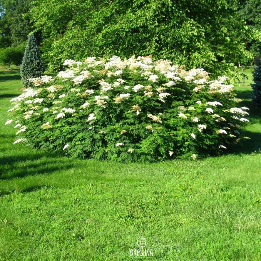 Seeds of False Spiraea (Sorbaria sorbifolia) — 100 pcs