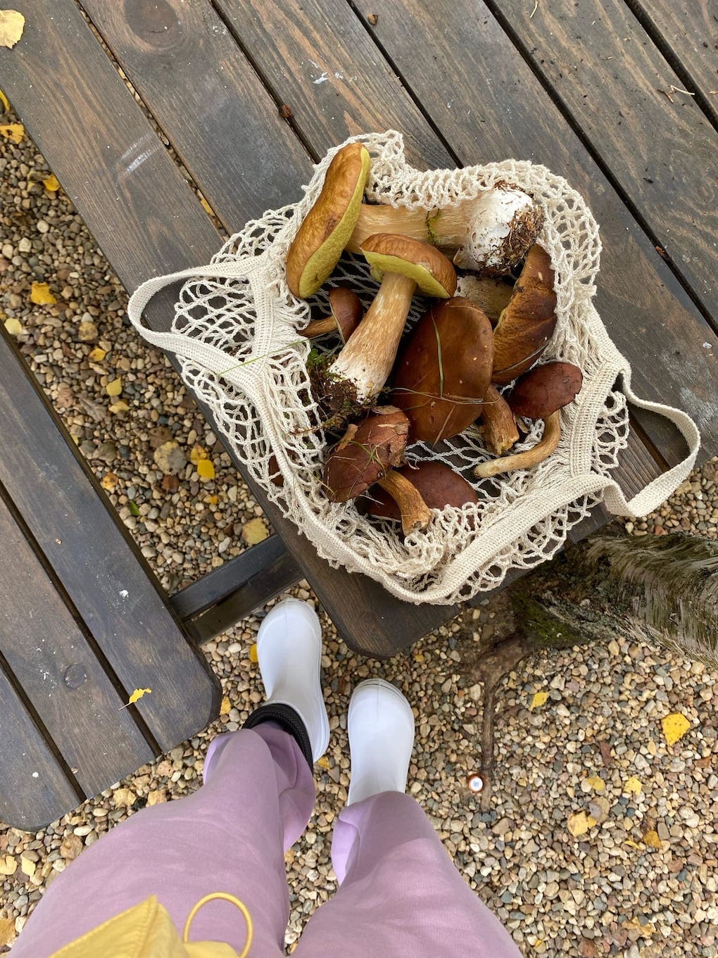 Сбор грибов в лесу Подмосковья возле глэмпинга Под кронами