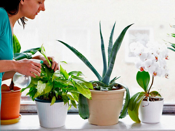 Купить Розу комнатное растение в СПб в интернет - магазине