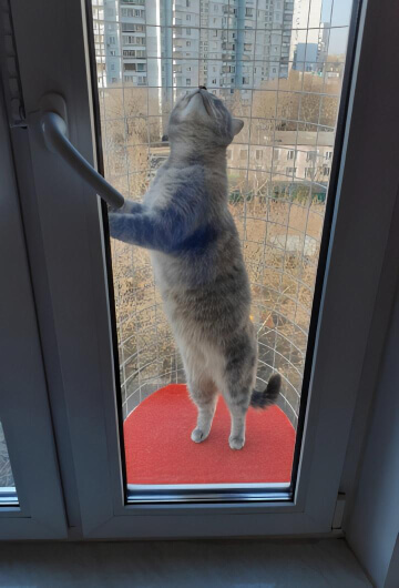 Балкон кошек «Васька» в закрытом окне