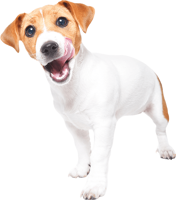 Веселый Джек Рассел терьер