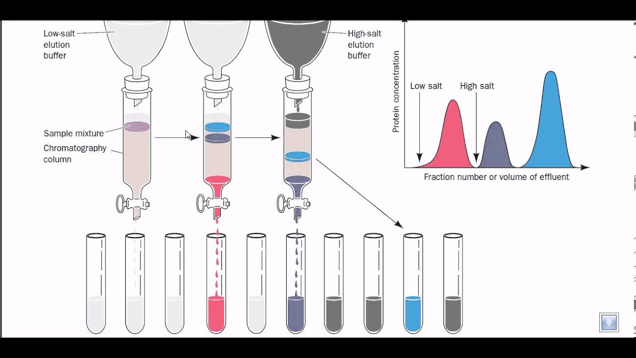 Anion Exchange Chromatography. Лигандообменная хроматография. Осадочная хроматография схема. Хроматография биохимия.